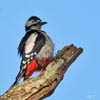 Greater Spotted Woodpecker