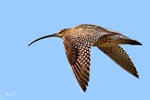 Curlew in flight