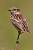 Female Stonechat