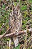 Long-eared Owl