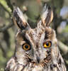 Long-eared Owl