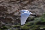 Cattle Egret