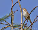 Song Thrush