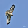 Buzzard