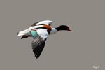 Shelduck in flight