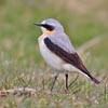 Male Wheatear