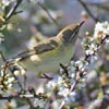 Willow Warbler