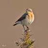 Female Wheatear