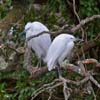 Roosting Egrets