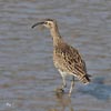 Whimbrel