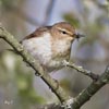 Chiffchaff