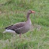 Greylag Goose