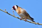 Goldfinch