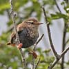 Young Wren