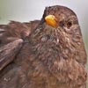 Female Blackbird