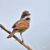 Whitethroat