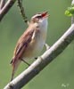 Sedge Warbler