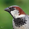 House Sparrow