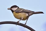 Great Tit