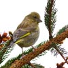 Greenfinch