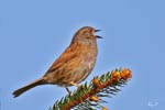 Dunnock