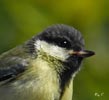 Great Tit