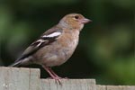 Chaffinch