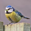 Blue Tit