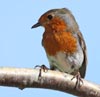 Robin