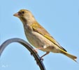 Greenfinch