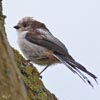 Long-tailed Tit