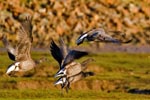 Brent Geese