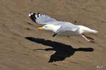 Gull and Shadow