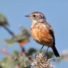 Juvenile Stonechat