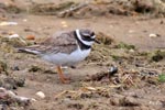 Ringed Plover