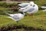 Sandwich Tern