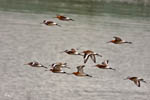 Black-tailed Godwit