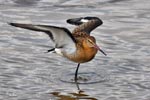 Black-tailed Godwit