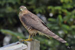 Sparrowhawk