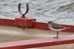 Common Sandpiper