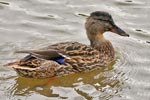 Mallard