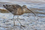 Curlew