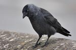 Jackdaw