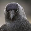 Jackdaw