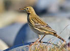 Meadow Pipit