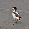 Young Shelduck