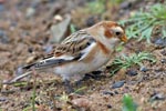 Snow Bunting