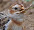 Snow Bunting