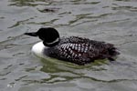 Great Northern Diver