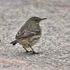 Rock Pipit